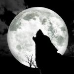 The Fallback Girl: The Girl Who Cried Wolf